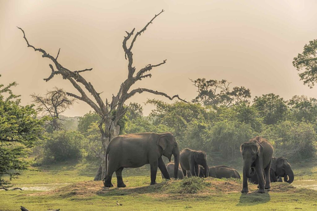 Elephants in a National Park in Sri Lanka