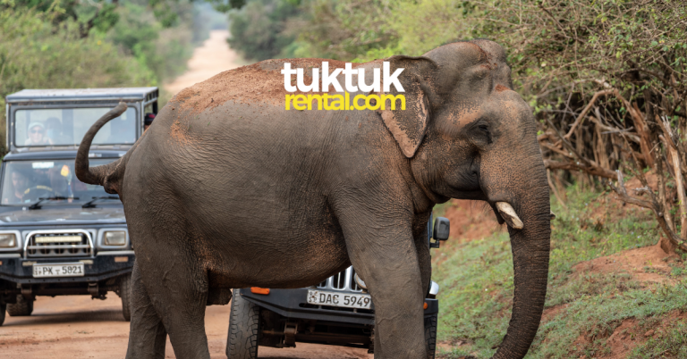 Guide to the best national park safari in Sri Lanka