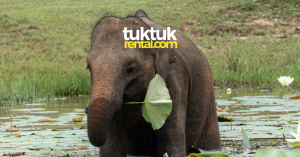 Prices of entrance fees for popular tourist attractions in Sri Lanka! (update 2023)