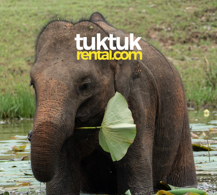 Prices of entrance fees for popular tourist attractions in Sri Lanka! (update 2023)