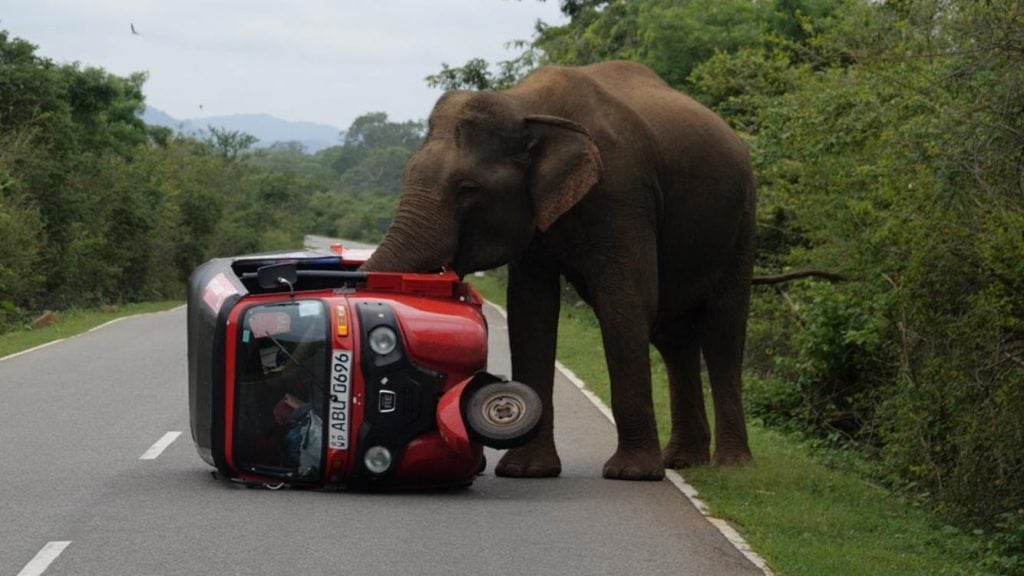 Wild Elephants in Sri Lanka - exploring in your own tuktuk (like the