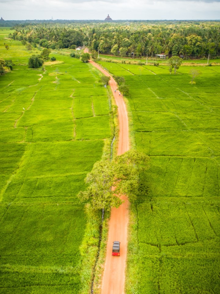 A red tuktuk driving down the paddy field roads of Anuradhapura