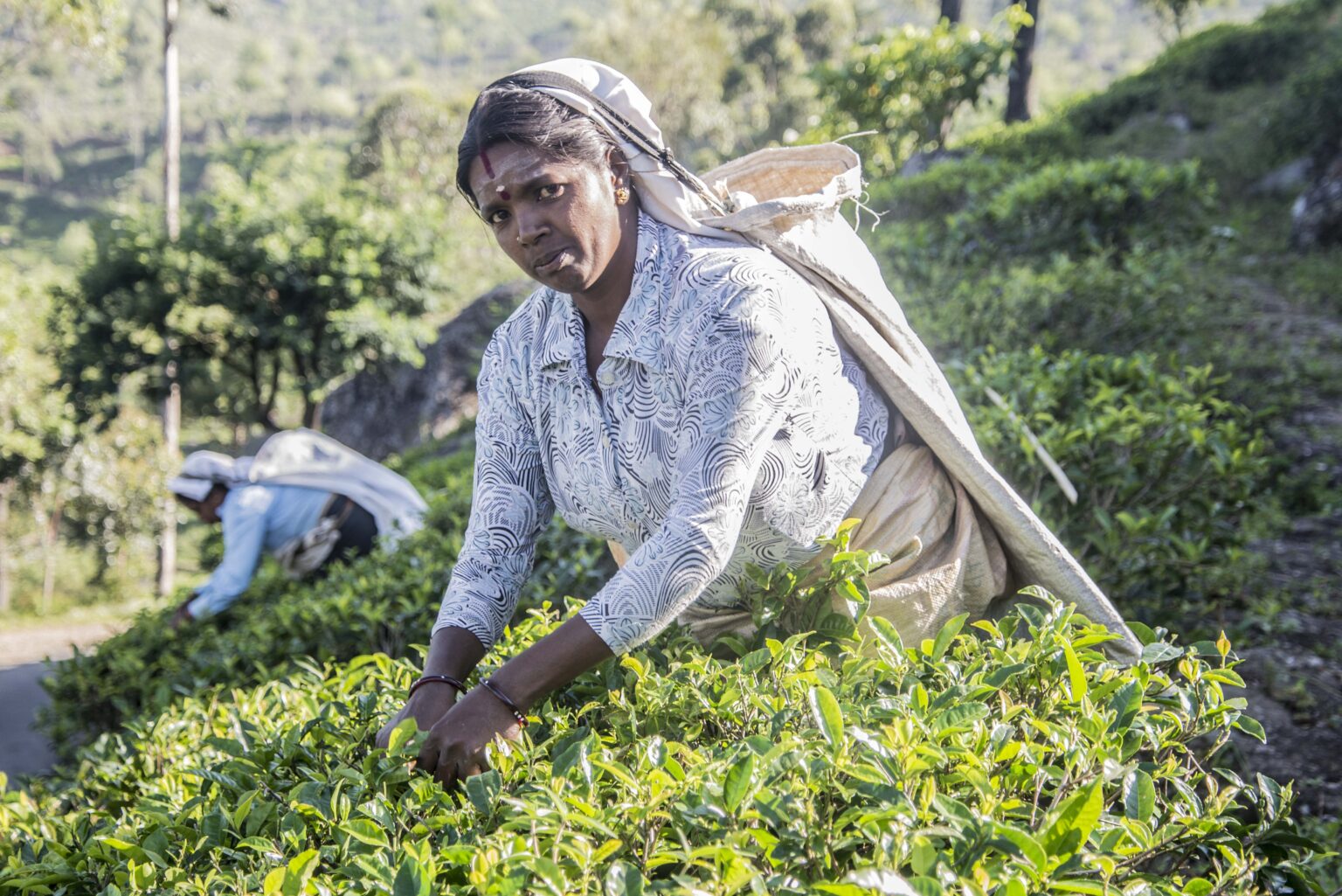 Sri Lanka's tea heritage - Discover the unique hand-plucking process as practiced by local farmers in the tea haven of Nuwara Eliya