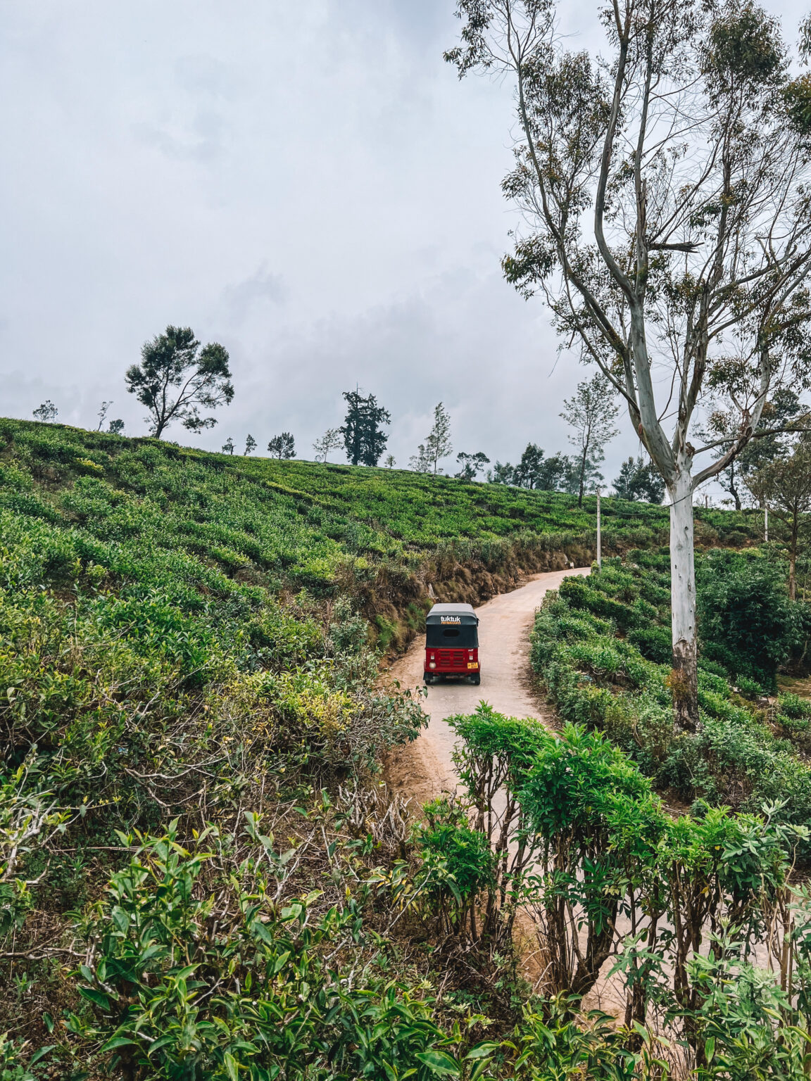 Tea tales on the road - Capture the essence of Nuwara Eliya's tea culture with a tuktuk drive through the emerald plantations