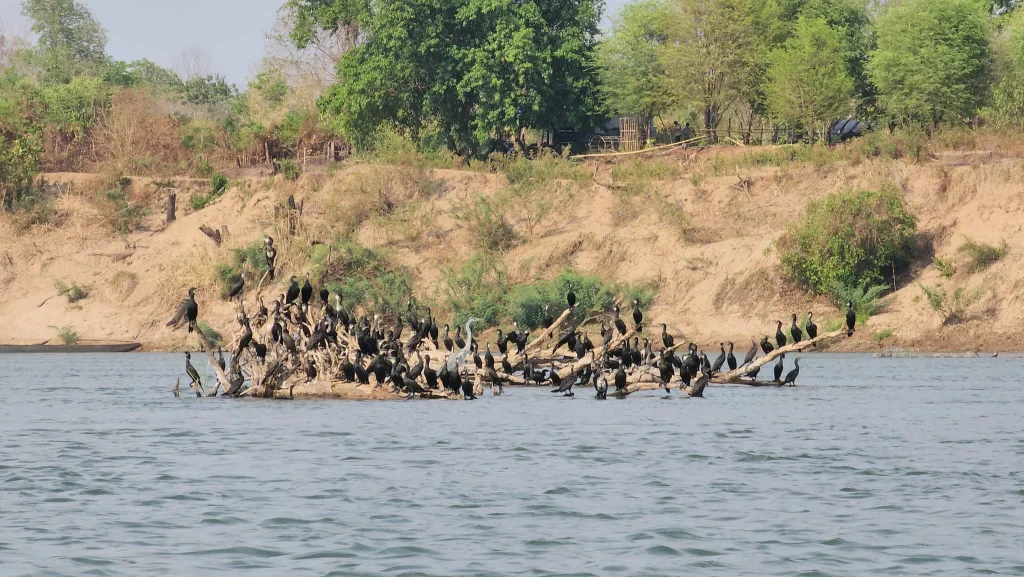 Black birds perched on log in river.