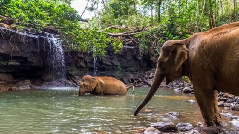 Elephants bathing near a jungle waterfall.