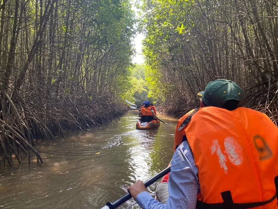 People kayaking through dense mangrove forest.