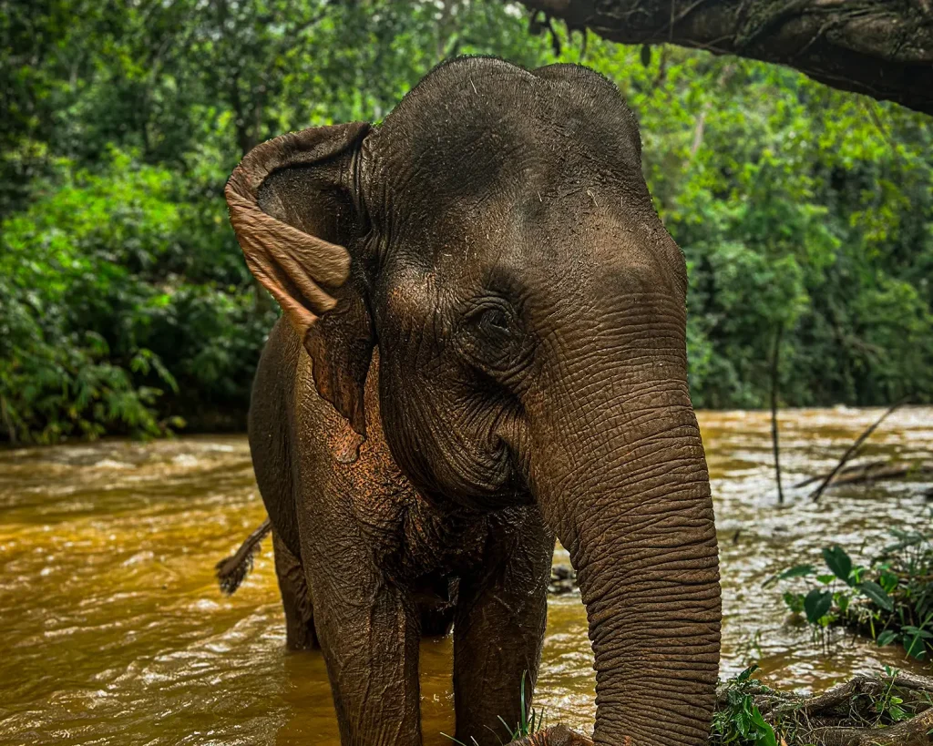 Close-up of elephant standing in jungle river.