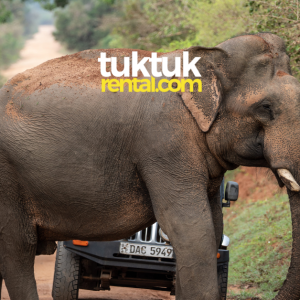 Guide to the best national park safari in Sri Lanka