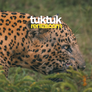 New Website Blog Header Image (3)