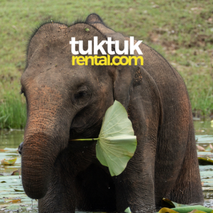 Prices of entrance fees for popular tourist attractions in Sri Lanka! (update 2023)