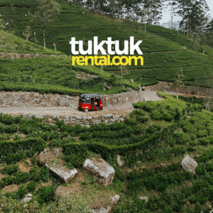 A winding road through a tea plantation.