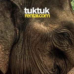 ethical-elephant-experience-cambodia